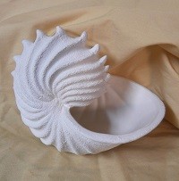 conch seashell