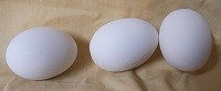 six small plain eggs