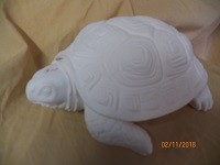 turtle 5