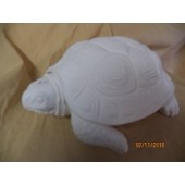 turtle 5